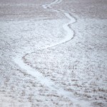 _MG_0049