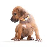 Rodezijski grebenar - Rhodesian Ridgeback