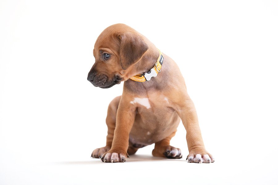 Rodezijski grebenar – Rhodesian Ridgeback
