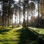 Pokljuka fairytale