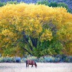 USA road trip - Capitol reef National park