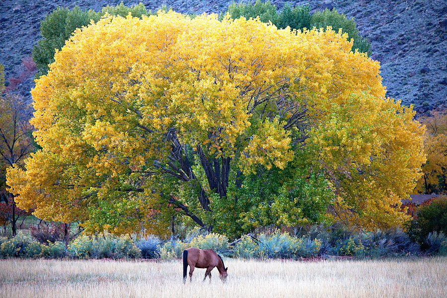 USA road trip – Capitol reef National park