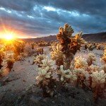 USA road trip - Joshua Tree NP