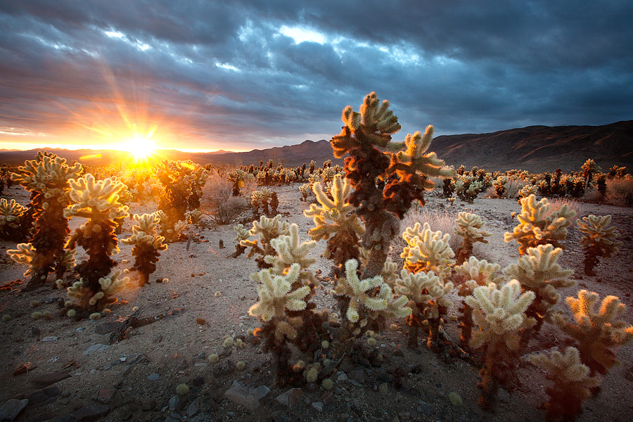 USA road trip – Joshua Tree NP