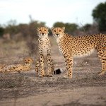 Leopardi, hijene in ostali domači cucki, Namibija