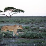 V levjem krdelu - Etosha nacionalni park, Namibija