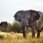 V slonji čredi - Etosha nacionalni park, Namibija