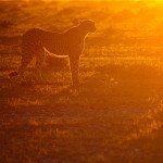 Presenečenje ob koncu parka Etosha, Namibija