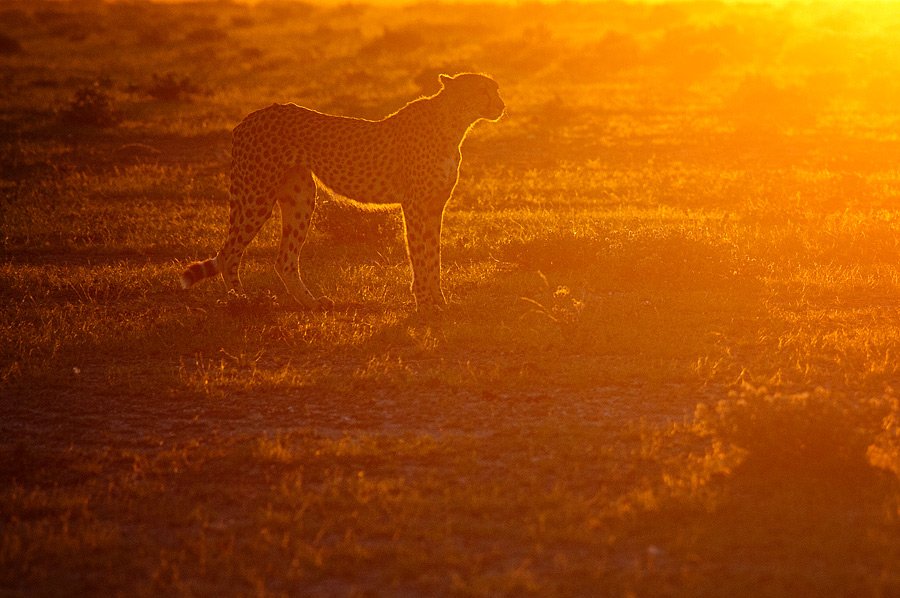 Presenečenje ob koncu parka Etosha, Namibija