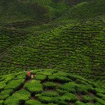 Seriously - traffic jam in the middle of tea plantations??, Malezija