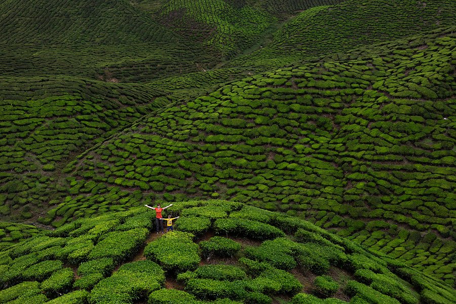 Seriously – traffic jam in the middle of tea plantations??, Malezija