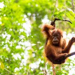 In the kingdom of the mighty Orangutans, Sumatra, Indonezija