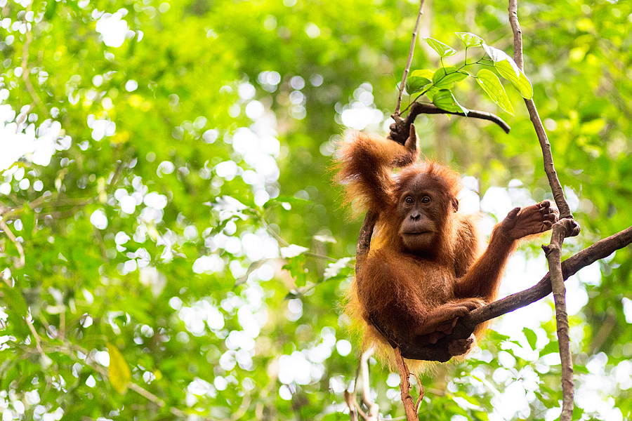 In the kingdom of the mighty Orangutans, Sumatra, Indonezija