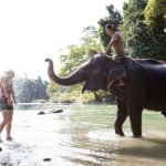 V kraljestvu sumatranskih slonov, Sumatra, Indonezija