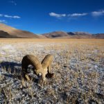 Avantura do samotnega belega jezera Tso Kar visoko med oblaki, Ladakh, Indija