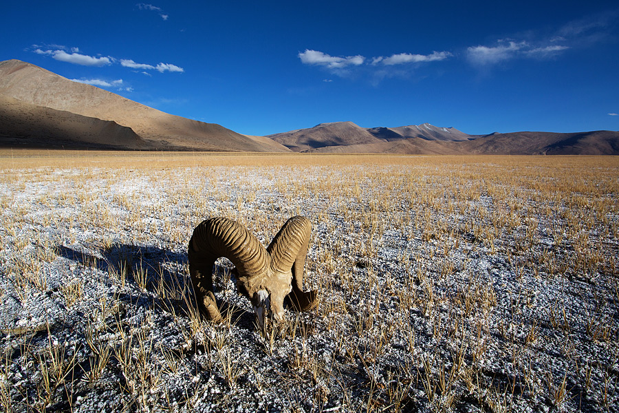 Avantura do samotnega belega jezera Tso Kar visoko med oblaki, Ladakh, Indija