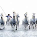Beli konji močvirja Camargue, Provansa