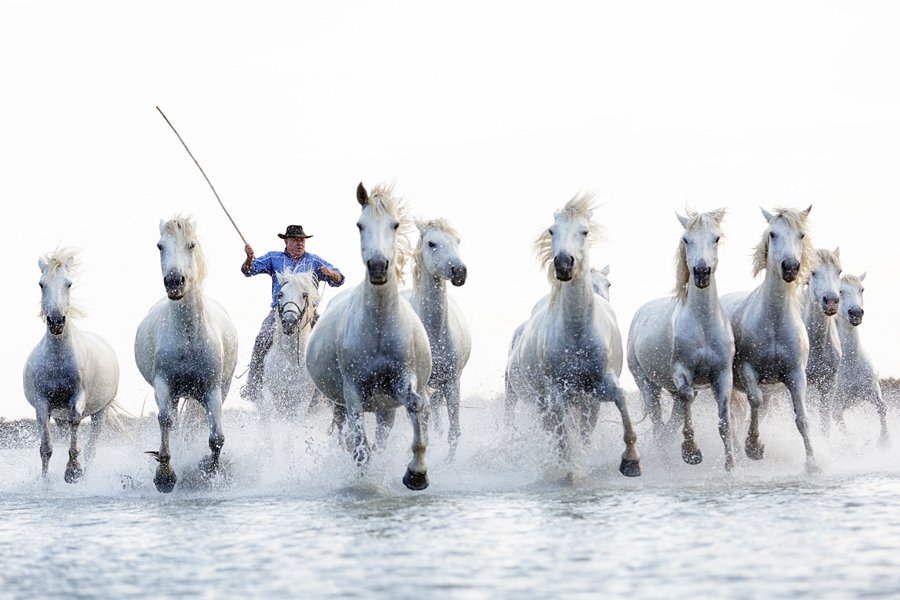 Beli konji močvirja Camargue, Provansa