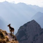 Planina Pecol in sedlo Forca dei Disteis, Italija