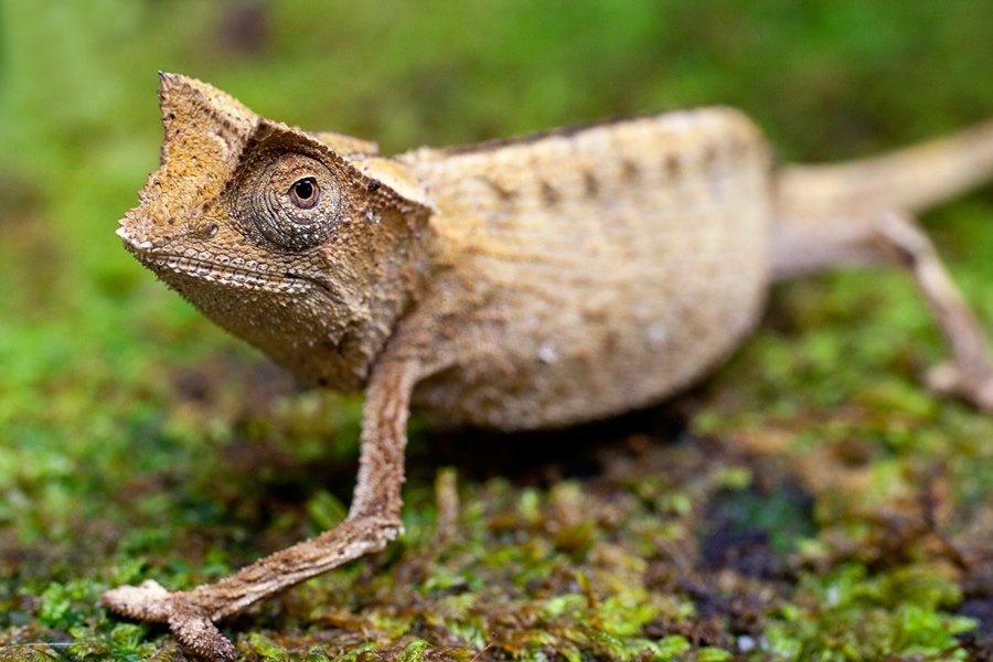 Domača Andapa in pravljični Marojejy NP, Madagaskar