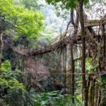 V deželi naravnih živečih visečih mostov (living root bridges) Meghalaye, Indija