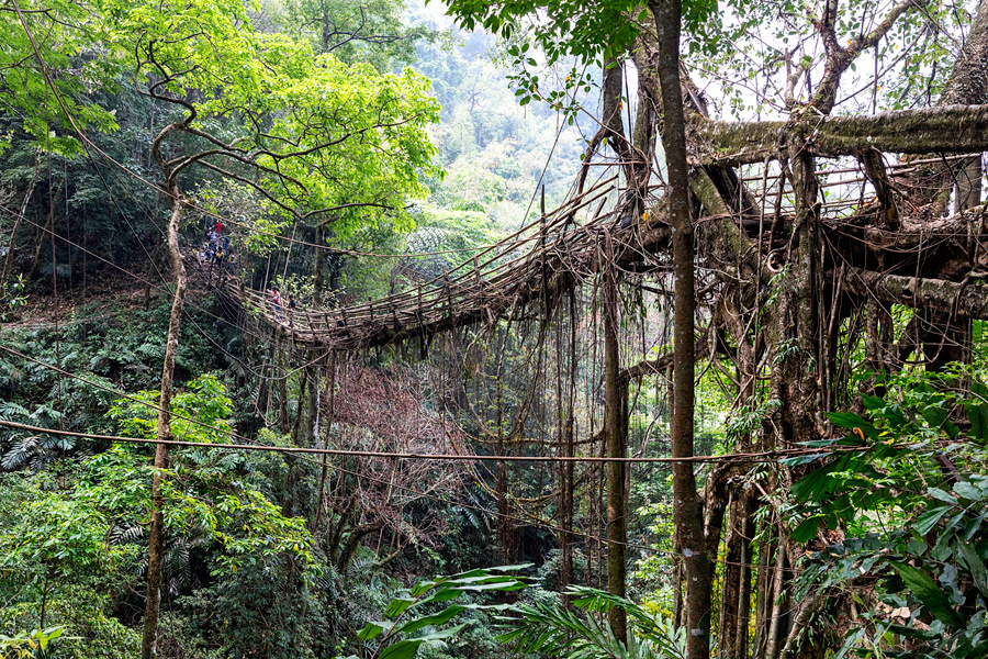 V deželi naravnih živečih visečih mostov (living root bridges) Meghalaye, Indija