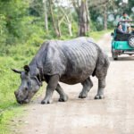 V družbi nosorogov - Kaziranga narodni park, Assam, Indija