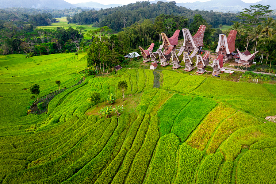 Tana Toraja – pohodništvo, riževa polja, marketi, hribi…, Sulawesi, Indonezija