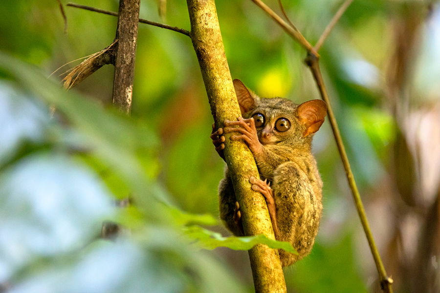 Tangkoko – srečanje s tarsierji in makaki na Sulawesiju, Indonezija