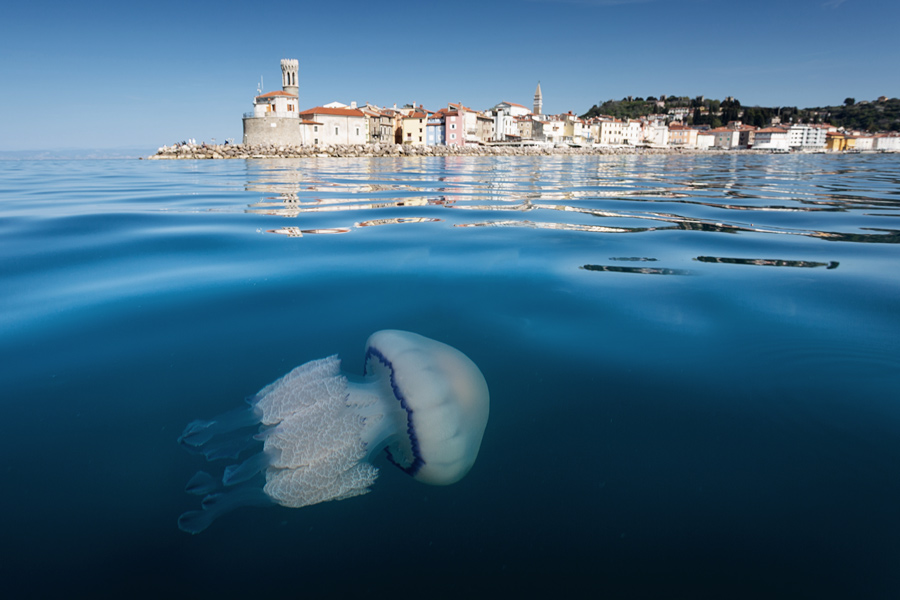 Izola–Piran–Izola: sezona odprta (in klobučnjaki tudi)