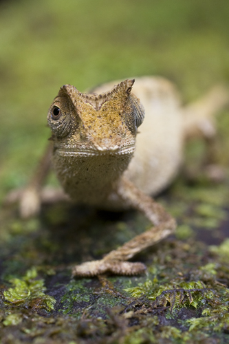 madagaskar 2007