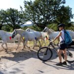 Jesenski bikepacking odklop: Preko Krasa do Tržaškega zaliva