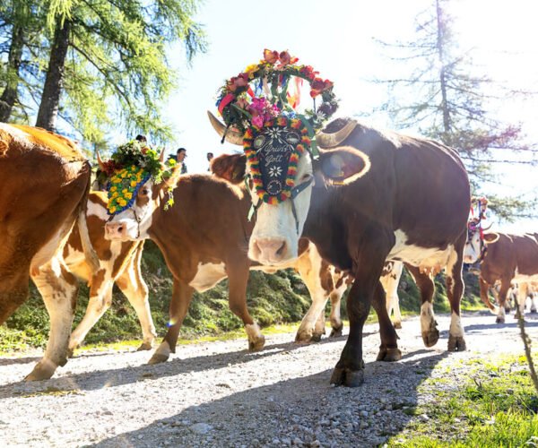 Almabtrieb Schladming: Muhaste krave in lipicanca, Avstrija